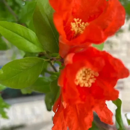 Appartement Coquille