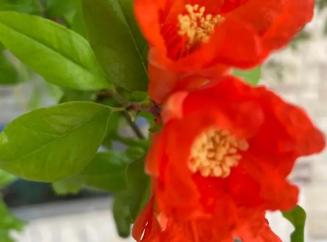 Appartamento Coquille